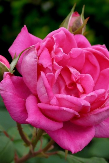 Троянда плетиста Антік рожева з червоним кантом | Роза плетистая Антик розовая с красным кантом | Climbing rose Antike pink with red edging